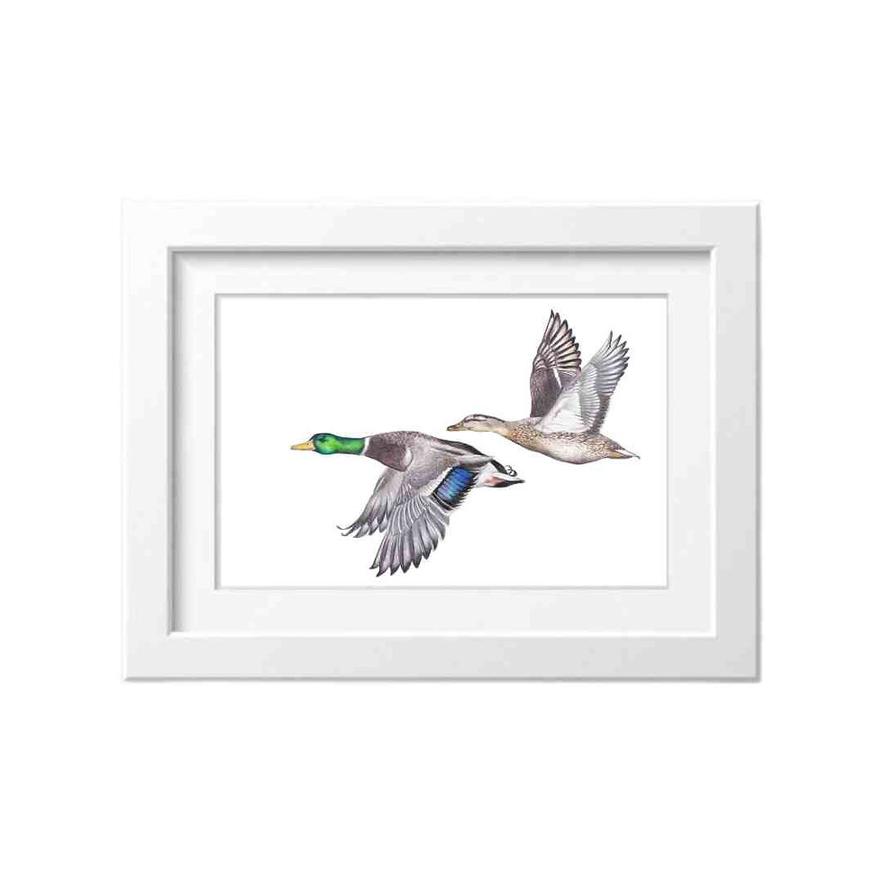 fine art print of mallard ducks by hunting artist Sally McConnell