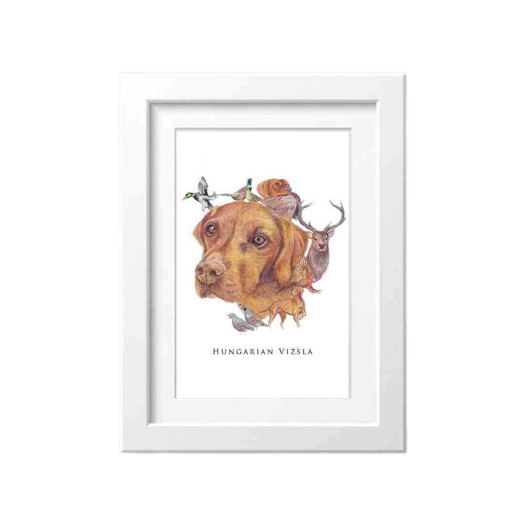 Vizsla hunting dog