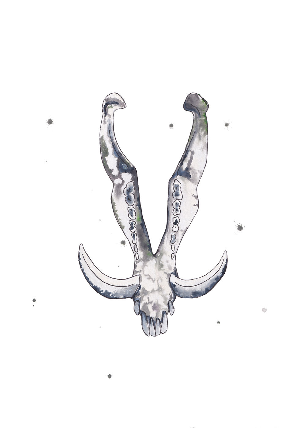water colour painting of boar jaw