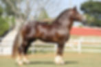 Thor de Santa Helena