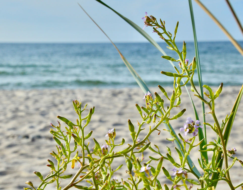 Wicie, ein kleines Dorf an der Ostsee, begeistert mit seiner wunderschönen Küstennatur. Wir laden Sie zu einem Familienurlaub am Meer in den Sommerhäusern Krakowiak - Wicie ein