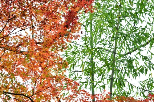 2015秋11/24北野天満宮