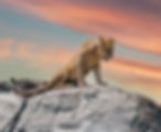 LIONESS SUNSET copy.jpg