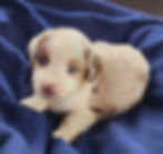 red merle male
