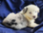 blue merle female 2