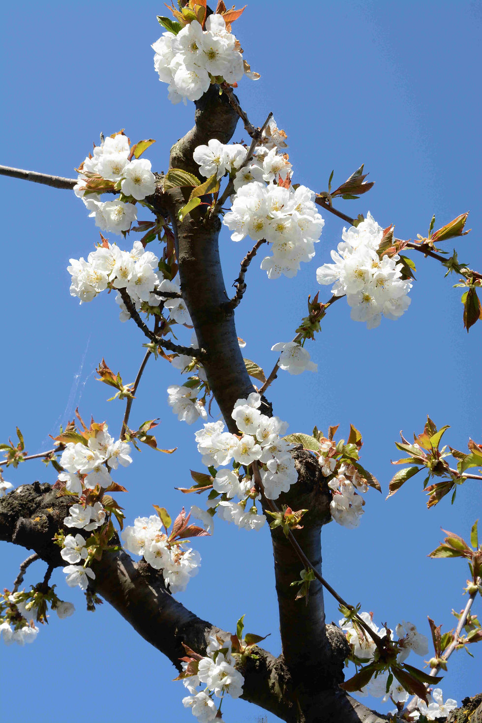 Couleur printemps