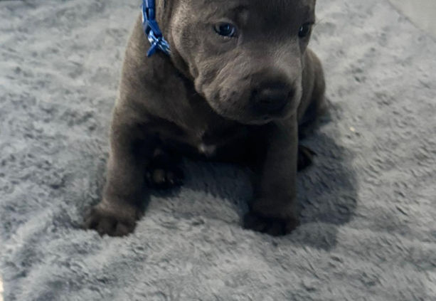 Blue Boy