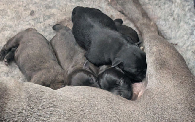 Blacl brindle male staffy male puppy