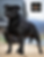 Staffordshire bull terrier Stud