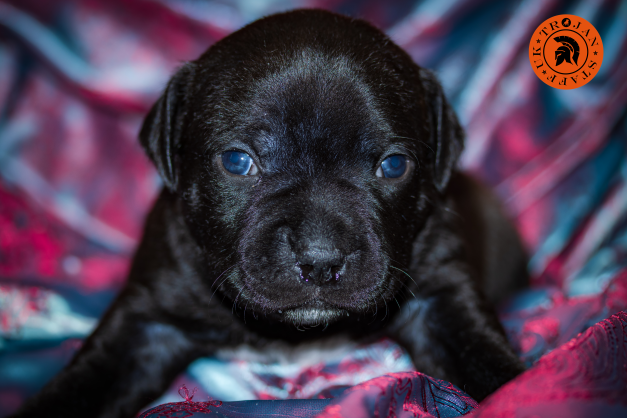 Puppy Black girl with stamp.png