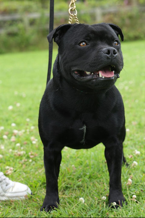 Trojanbulls Int Grand  Chapion Gun