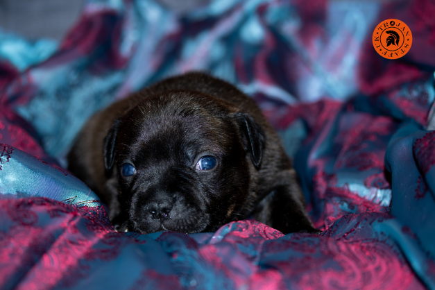 Puppy Black brindle girl with stamp.png