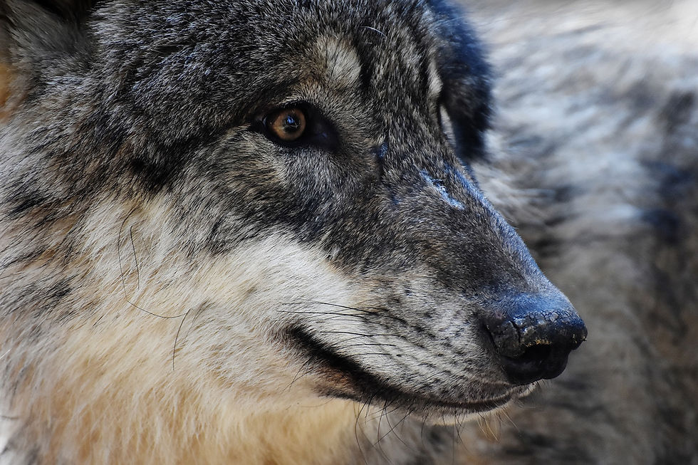 European wolf