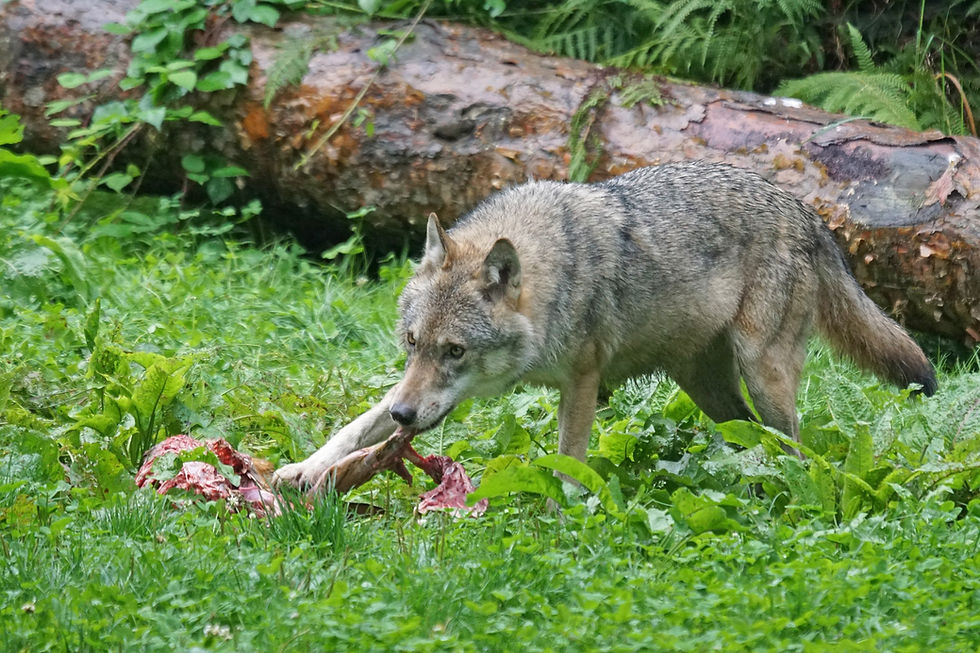 European wolf
