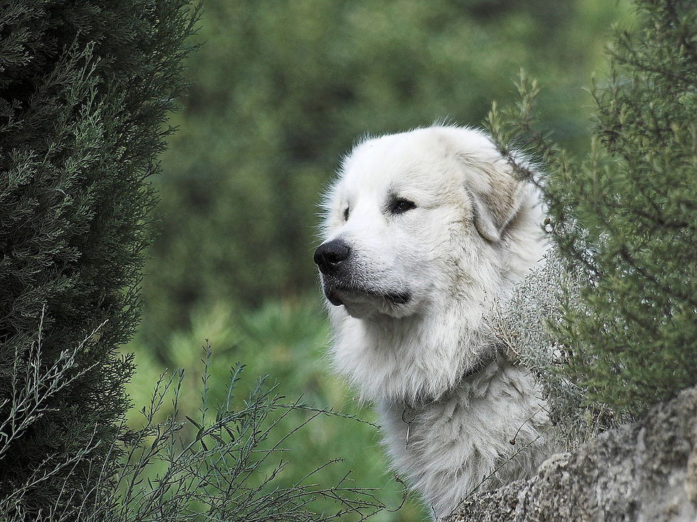 Pyrenean mountain dog