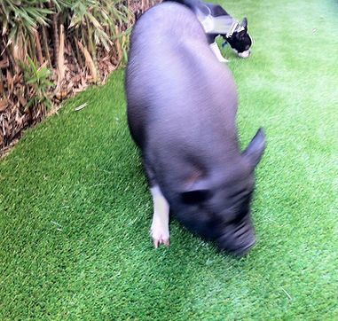 piglet.jpg