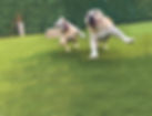 02 PET CAMP.jpg