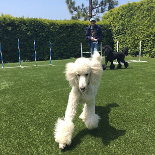 Artificial Turf Blends Safe For Pets