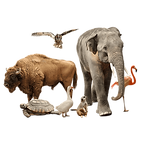A group of animals including a tortoise, goose, meerkat, elephant, flamingo, bison and owl.
