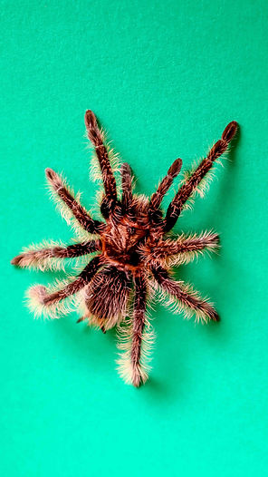 A Madagascar hissing cockroach.