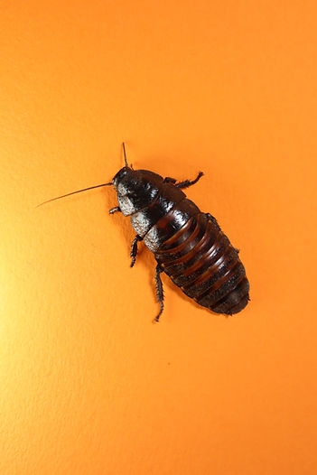 A Madagascar hissing cockroach.