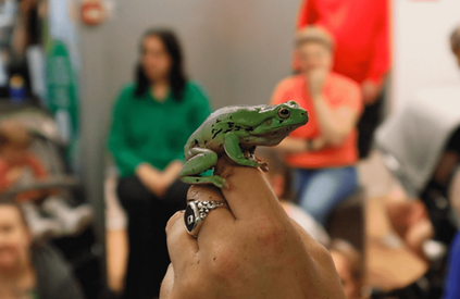 ZooLab ranger handling a White's tree frog at EK shopping centre.