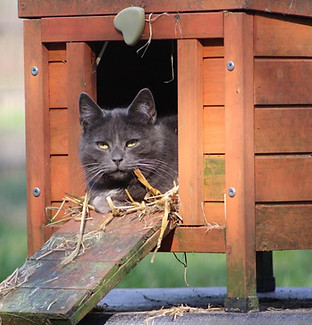 Katzen 2.jpg