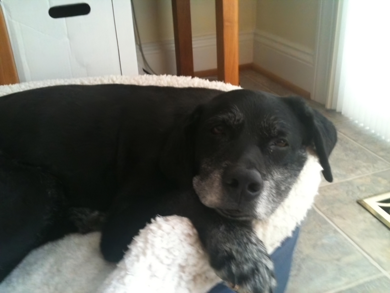 Dog walked by ONYX PetCare in Laurel, MD, photo 4