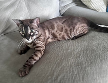 F2 Charcoal Mink Snow Bengal