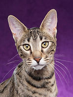 TICA Supreme Savannah
