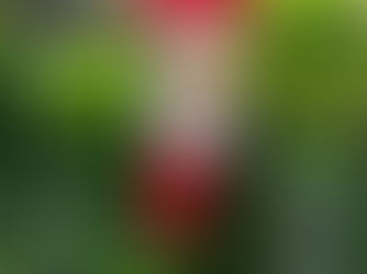 The Holiday Season has Officially Landed at PKLD!