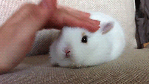 bunny 1.1.gif