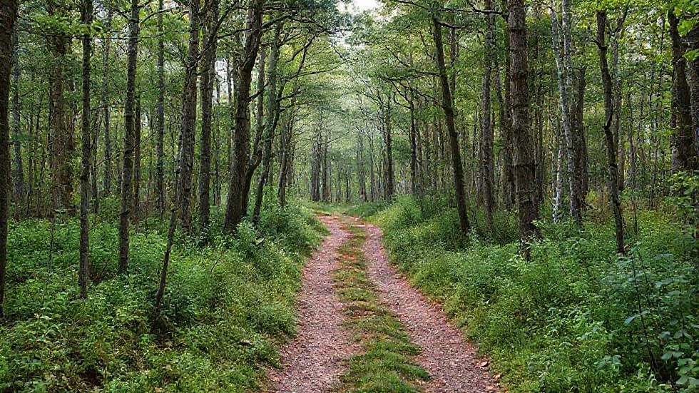 One Task, One Path: The Philosophy of Focused Achievement 