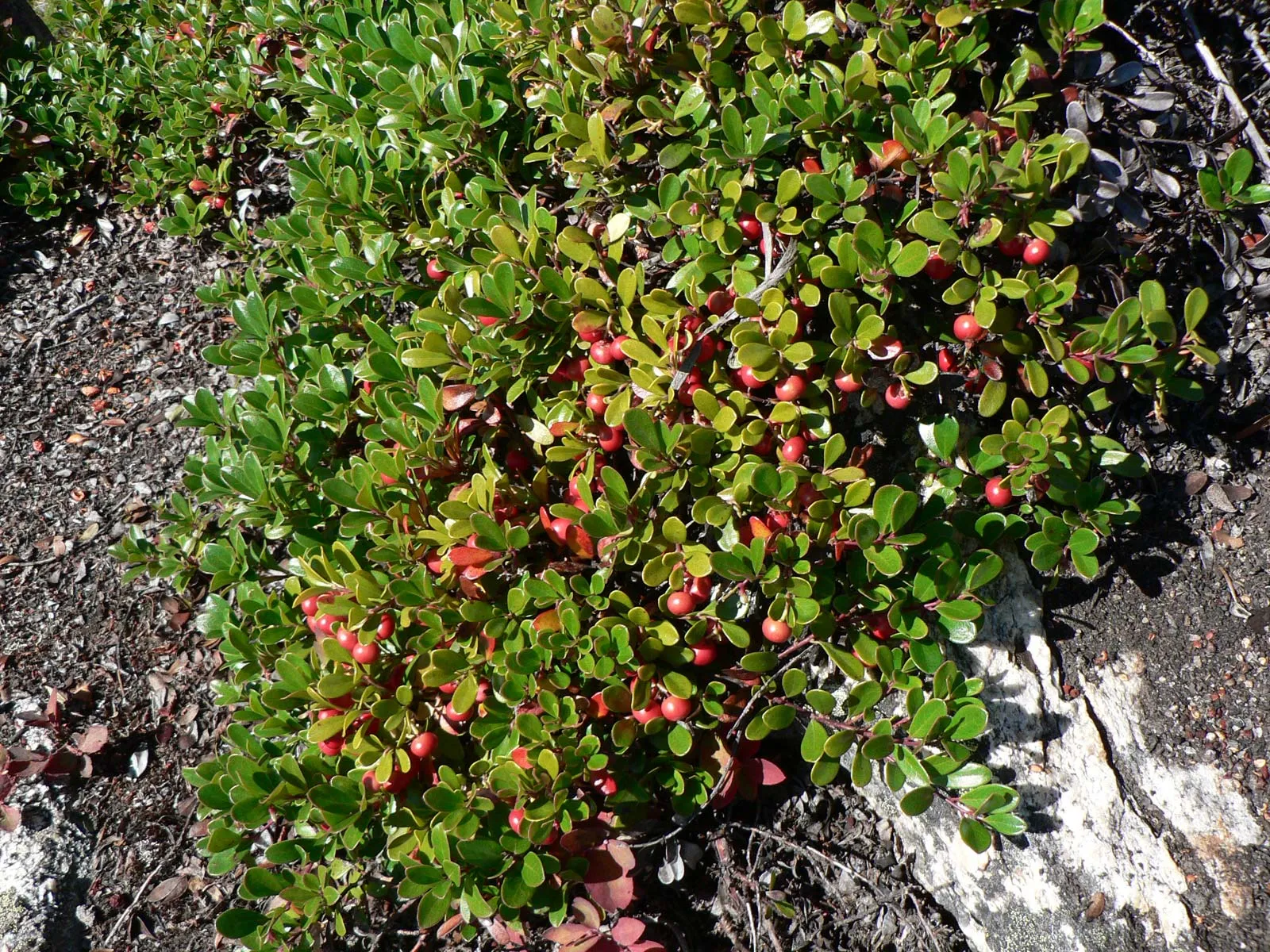 bearberries.webp