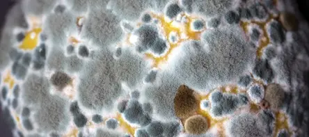 Understanding Mould and Its Effects on the Human Body