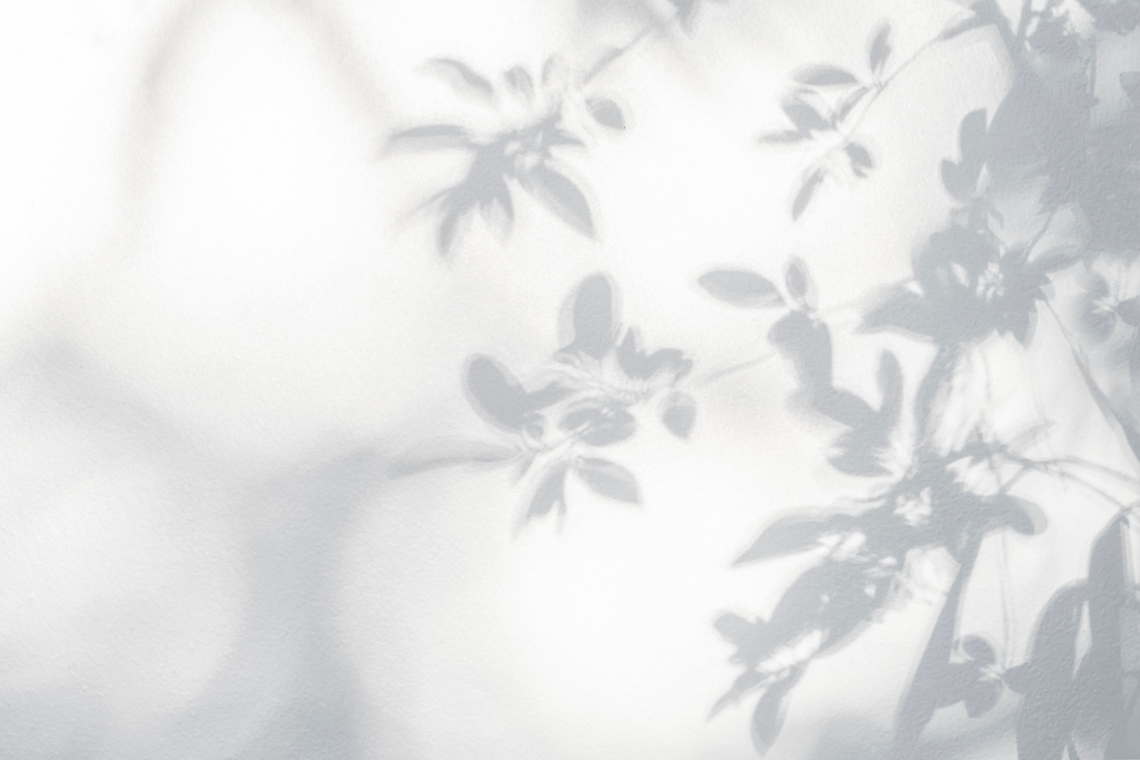 leaves shadow