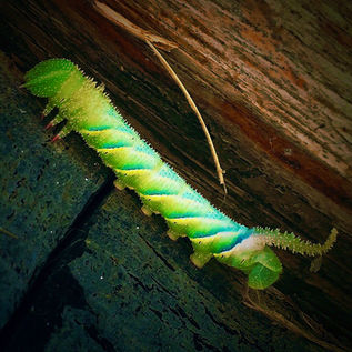 Caterpillar chaise longue and sun bed 