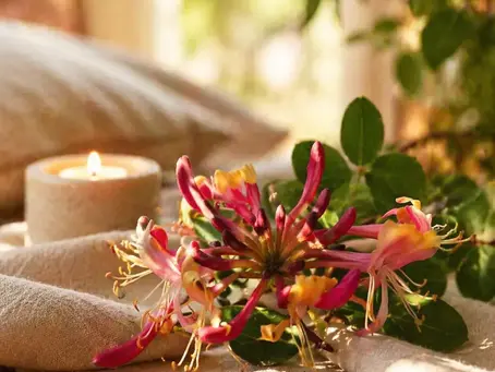 Ambiance douce et chaleureuse avec fleurs de chèvrefeuille et bougie pour illustrer un parfum d’intérieur chèvrefeuille apaisant