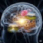 Représentation de la zone des odeurs dans le cerveau