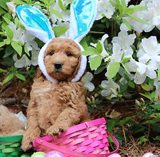 Puppies 6.JPG
