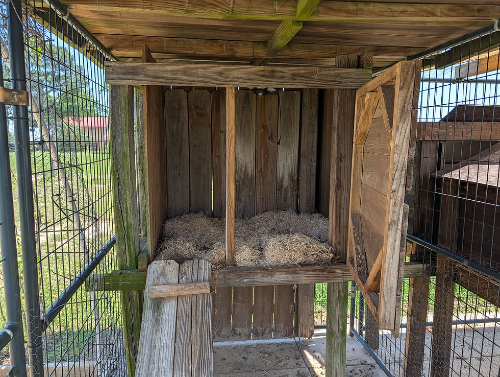 Wooden animal enclosure with hay bedding, open door, and metal fencing. Sunny exterior with green grass and trees visible outside.