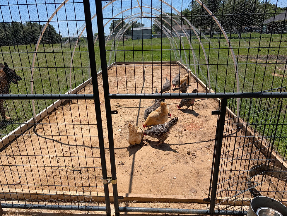 Chickens in a wire pen on sandy ground, with a black and brown dog observing outside. Green grass and trees in the sunny background.
