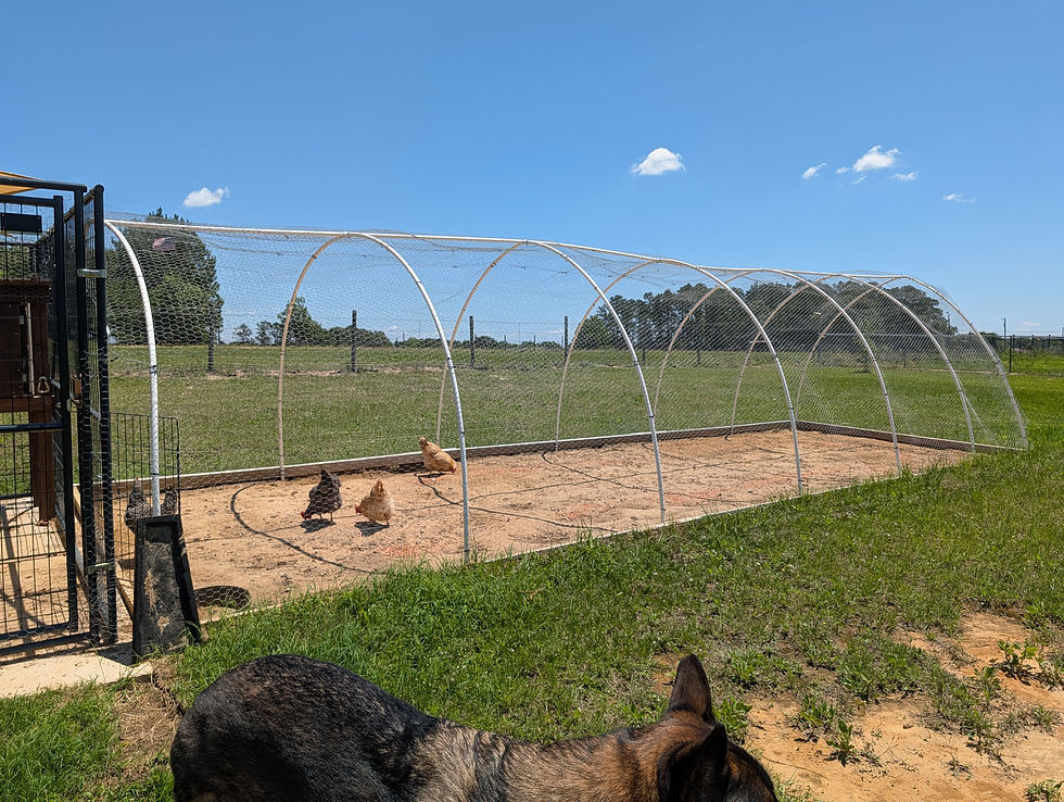 Dog in foreground near a fenced chicken coop with three chickens inside on a sunny day. Blue sky and green field in the background.