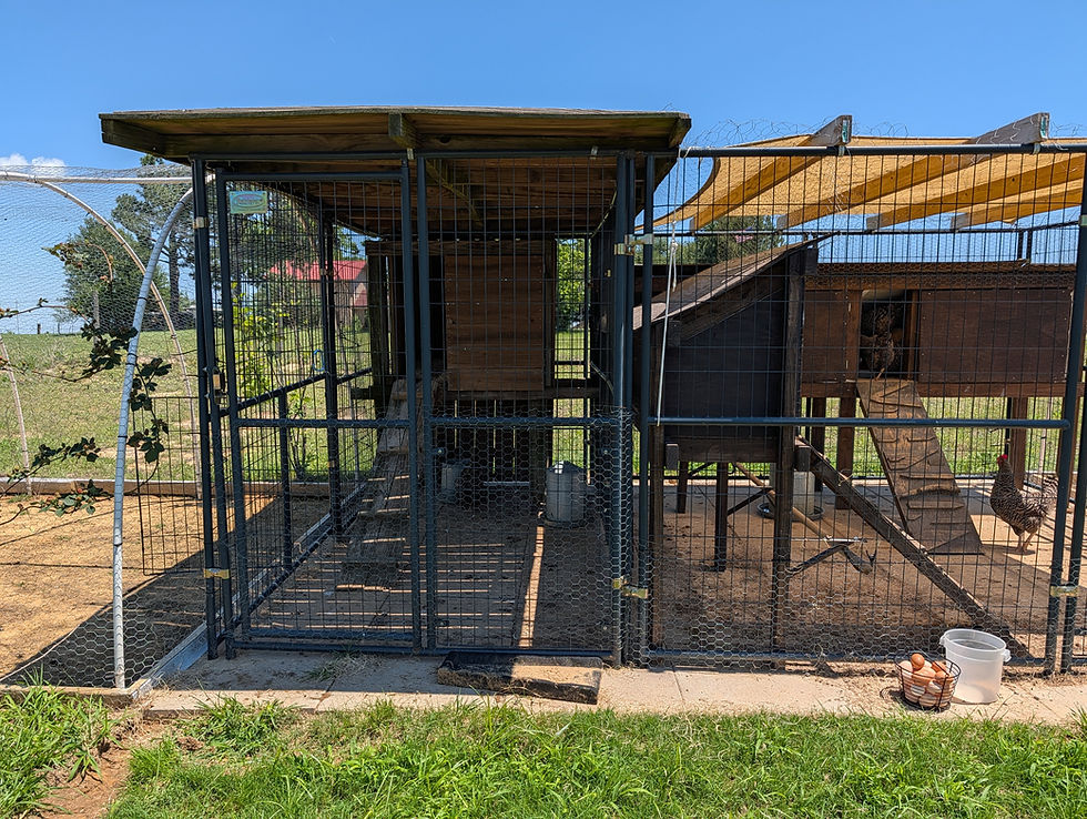 Chicken coop with hens inside, wire fencing, nesting area with ramps, egg basket outside. Sunny day, grassy field, and blue sky.