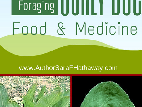 Plant Identification: Curly Doc