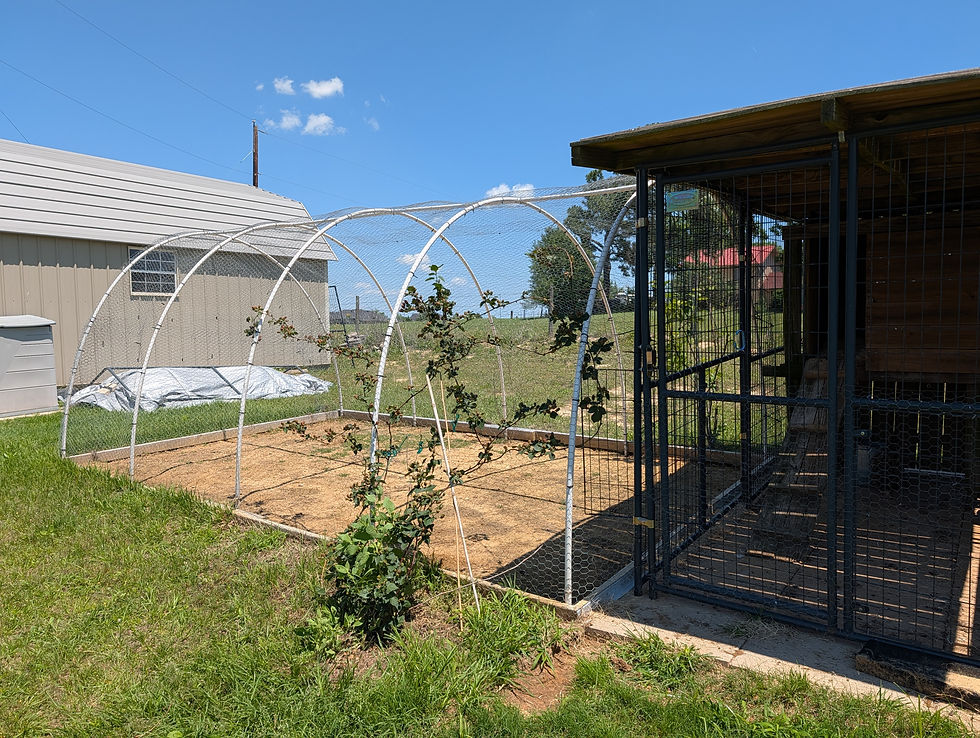 Chicken coop with wire fencing in a grassy yard, adjacent to a gray shed. Clear blue sky and scattered clouds in the background.