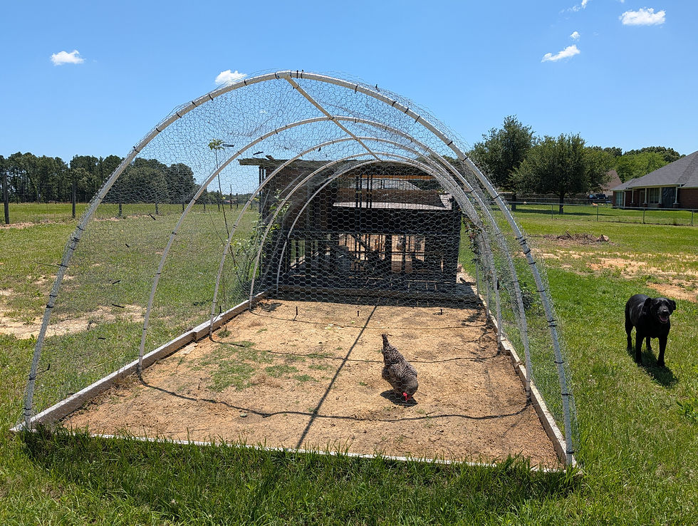 Chicken coop with wire frame on grass, a chicken inside. Black dog stands nearby. Sunny day, trees and house in the background.