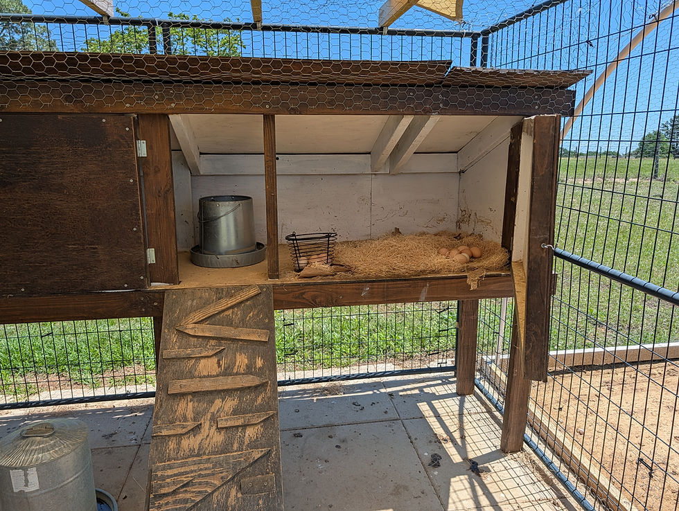 Chicken coop interior with a wooden perch, a metal feeder, and a wire basket. Straw bedding holds several brown eggs. Sunny day outside.
