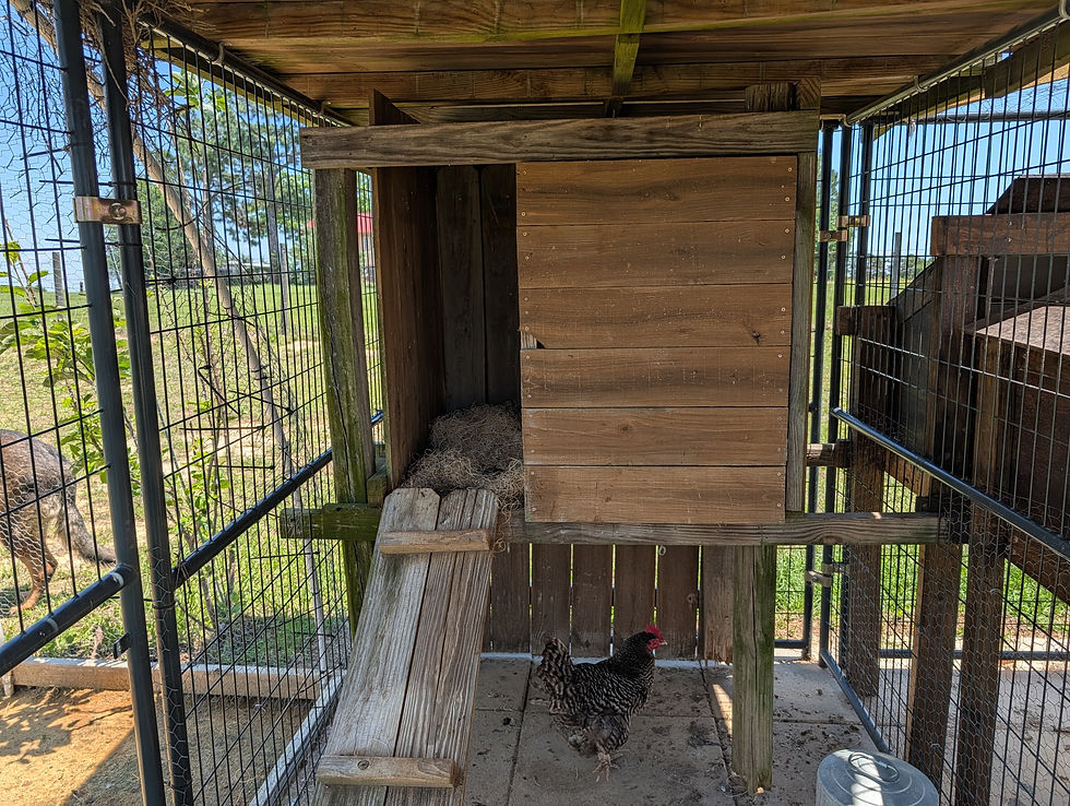 Chicken in a wooden coop with a ramp, surrounded by wire fencing. Sunlit grassy background. Calm rural setting.