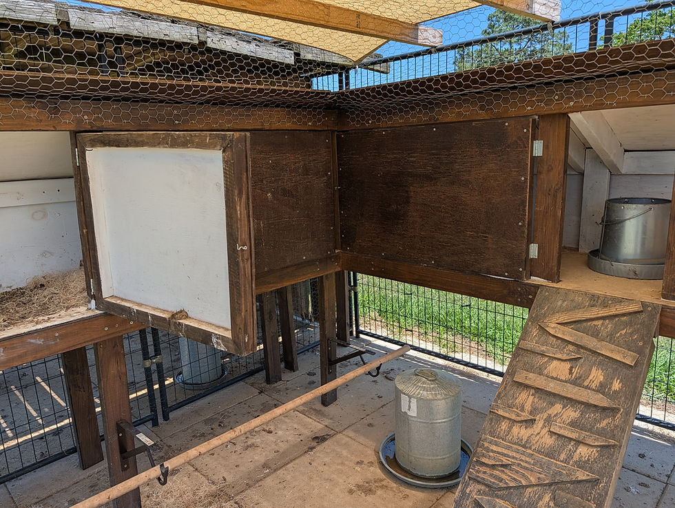 Chicken coop interior with hay-lined nesting boxes, a metal feeder, and a ramp with wooden grips. Sunlit, enclosed with wire mesh.